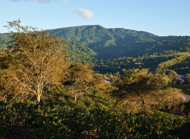 Monduli Mountains on Mondul Coffee Estate